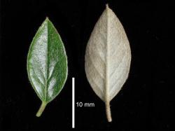 Cotoneaster amoenus: Leaves, upper and lower surfaces.
 Image: D. Glenny © Landcare Research 2017 CC BY 3.0 NZ